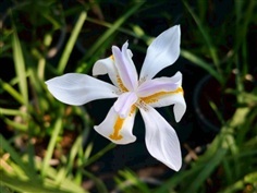 ไอริสดอกขาว กระถาง 10 นิ้ว