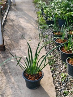 ไอริสดอกขาว กระถาง 10 นิ้ว