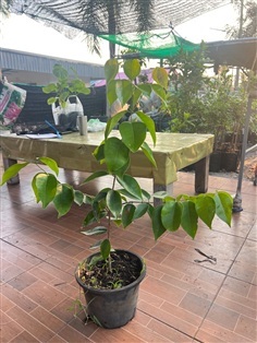 พลองน้ำเงิน