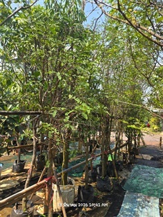 มะขามเปรี้ยว2"