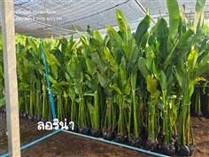 ลอลิน่า 