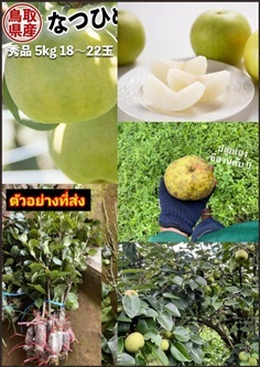 ต้น สาลี่ พันธุ์ นัตสึฮิเมะ ผลใหญ่  Natsuhime Pear