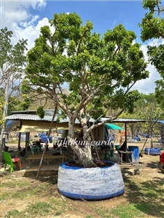 ต้นหว้าน้ำโขง