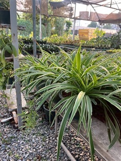 เศรษฐีเรือนใน 