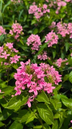 อเมริกันบิวตี้ กระถาง 6 นิ้ว  สูงประมาณ 30 cm 