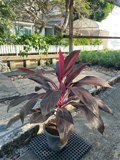 หมากผู้หมากเมีย ทับทิมสยาม