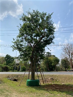 ต้นพยุง