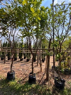 ชมพูพันธ์ทิพย์