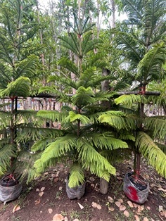 สนฉัตรฮาวาย