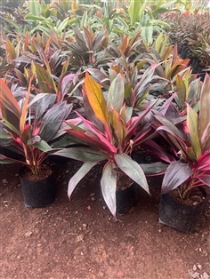 ต้นแดงทับทิมสยาม