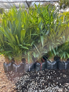 หมากแดงเตี้ย