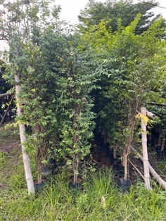 ต้นโมกพวง