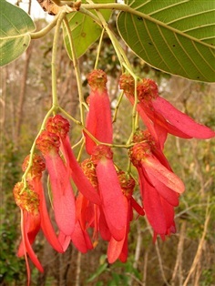 สะแบง/ยางกราด