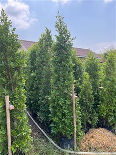 ไทรเกาหลี