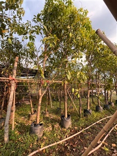 มะม่วงแก้วขมิ้น