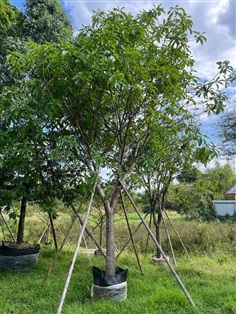 ต้นจิกน้ำ