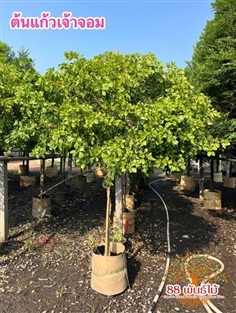 ต้นแก้วเจ้าจอม 