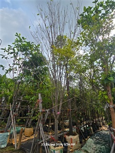 พุดภูเก็ต4"++