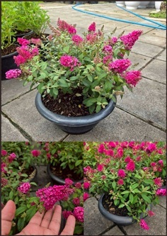 ต้นราชาวดี สีชมพูเข้ม Dark Pink Butterfly Bush Pin