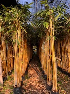 ต้นไผ่สีทอง