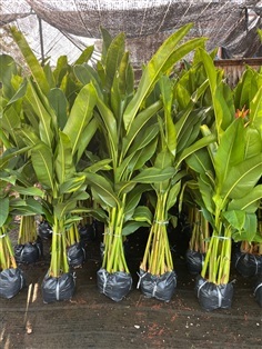 ต้นกาวดูล็อบ