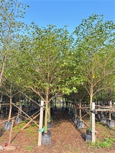 ต้นกันเกรา