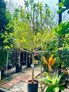 ต้นจำปา