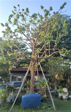 ต้นเสม็ดแดง ขนาด 13 นิ้ว สูง 6 เมตร