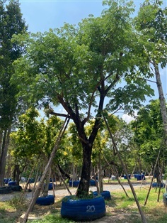 ต้นจามจุรี ขนาด 20 นิ้ว