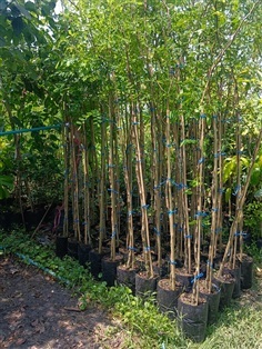 กล้าต้นกระพี้เขาควาย