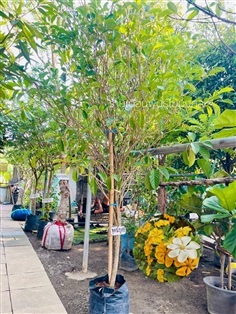 ต้นพุดน้ำบุศย์