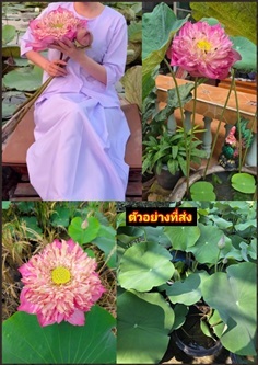 ต้น บัวหลวง บัวสัตตบงกช บัวหลวงฉัตร ชมพู Sacr