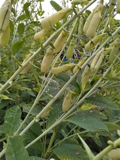 เมล็ดพันธุ์ รางจืด ซองละ 29บาท มีประมาณ 15 เมล็ด  