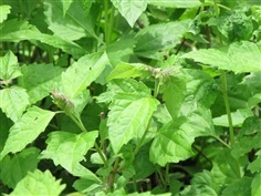 ต้นพันธุ์  ต้นสาบเสือ ถุงดำพร้อมปลูก  30  บาท 