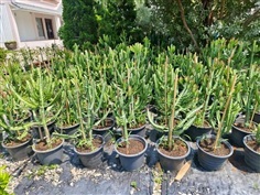 สลัดไดแดง 10 นิ้ว 