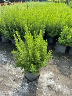 ต้นนีออนเขียว ถุง 8นิ้ว ความสูงต้น 40เซนติเมตร 