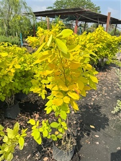 ต้นทองนพเก้า ต้นชะแมบทอง ถุง 8 นิ้ว ความสูง 1 เมตร