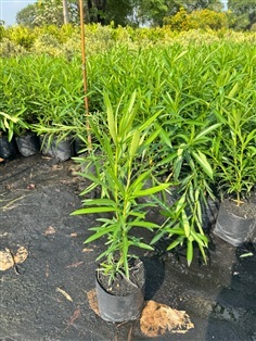 ต้นยี่โถ ต้นยี่โถกลาง #ต้นยี่โถ ที่สวนปิยะวัฒน์