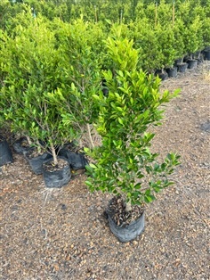 ไทรเกาหลี80-2เมตร  #ต้นไทรเกาหลี  ที่สวนปิยะวัฒน์