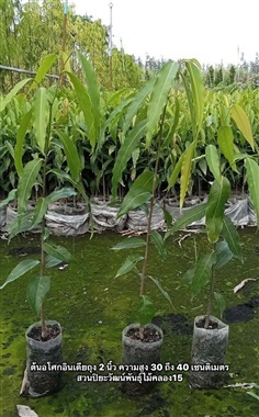 ต้นกล้าอโศกอินเดีย  ความสูงต้น 25 เซนต์ถึง 1 เมตร