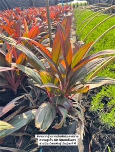 ต้นหมากผู้หมากเมียพันธุ์แดงสยาม ความสูงต้น 40-50ซม