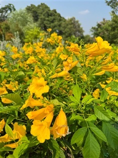 ต้นทองอุไร สูง 1 เมตร #สวนปิยะวัฒน์พันธุ์ไม้คลอง15