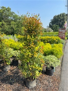 ต้นคริสติน่า ความสูง 1.5 เมตร ถุง 10 นิ้ว 