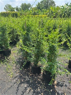 ต้นชาฮกเกี้ยนสูง 80-1เมตร  สวนปิยะวัฒน์พันธุ์ไม้