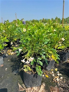 ต้นปีบยูนาน ถุง 8 นิ้ว  สวนปิยะวัฒน์พันธุ์ไม้