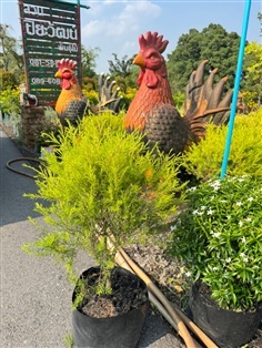 ต้นสนทอง ถุง 10 นิ้ว สวนปิยะวัฒน์พันธุ์ไม้