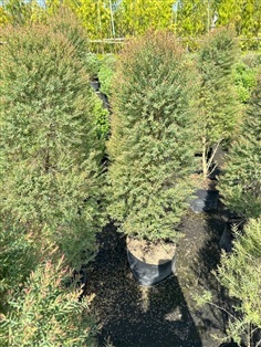 สนหอม ถุง10นิ้ว สูง1-1.1เมตร  #สนหอม  