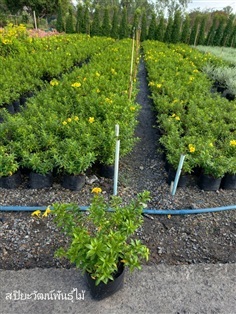 ต้นบานบุรีถุง 8 นิ้วสวนปิยะวัฒน์พันธุ์ไม้