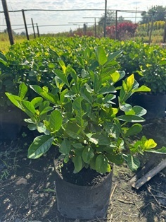 ต้นพุดซ้อนถุง 8 นิ้ว พุฒซ้อน  พุดซ้อน ต้นพุด  