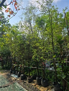 มะขามเปรี้ยว2"